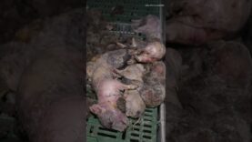 Découverte macabre : 300 cochons morts dans un élevage breton