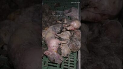 Découverte macabre : 300 cochons morts dans un élevage breton