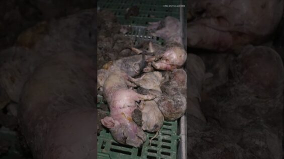 Découverte macabre : 300 cochons morts dans un élevage breton
