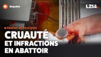 Enquête dans l’abattoir de Perpignan : cochons frappés, animaux découpés vivants