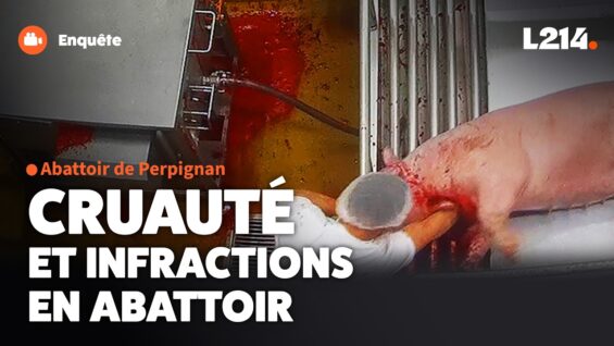 Enquête dans l’abattoir de Perpignan : cochons frappés, animaux découpés vivants