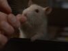 From labs to loving homes: rescued rats adore pats and affection!