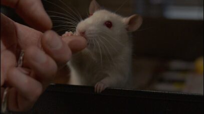 From labs to loving homes: rescued rats adore pats and affection!