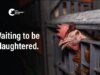 Inside An Australian Chicken Slaughterhouse | Star Poultry