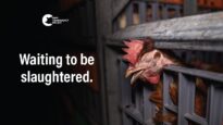 Inside An Australian Chicken Slaughterhouse | Star Poultry