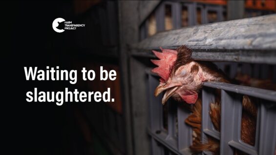 Inside An Australian Chicken Slaughterhouse | Star Poultry
