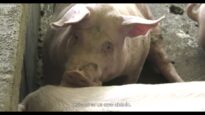 INVESTIGACIÓN en GRANJAS de CERDOS de BRASIL