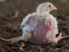Pollos que no pueden caminar: nueva investigación de Igualdad Animal en Argentina