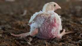 Pollos que no pueden caminar: nueva investigación de Igualdad Animal en Argentina