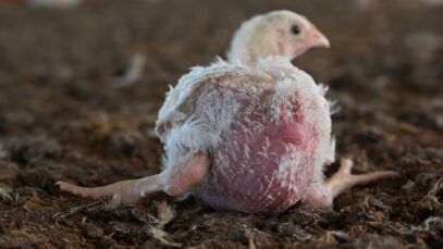 Pollos que no pueden caminar: nueva investigación de Igualdad Animal en Argentina