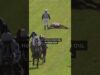 Racehorse Talk of Thrones pushed so hard that he collapsed when blood burst from his lungs