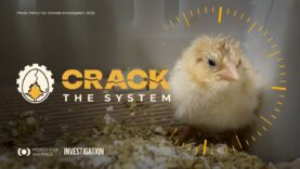 BREAKING INVESTIGATION: Newborn Animals Ground Up Alive