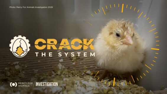 BREAKING INVESTIGATION: Newborn Animals Ground Up Alive