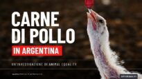 Carne di pollo in Argentina – Un’investigazione di Animal Equality