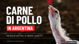 Carne di pollo in Argentina – Un’investigazione di Animal Equality