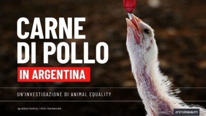 Carne di pollo in Argentina – Un’investigazione di Animal Equality