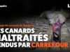 Carrefour vend des canards maltraités du premier au dernier jour – Aure Atika