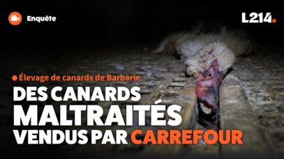 Carrefour vend des canards maltraités du premier au dernier jour – Aure Atika