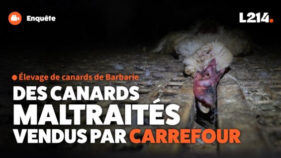 Carrefour vend des canards maltraités du premier au dernier jour – Aure Atika