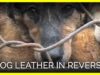 Dog Leather in Reverse