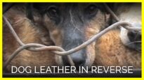Dog Leather in Reverse