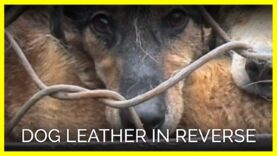 Dog Leather in Reverse