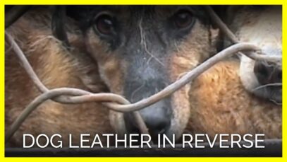 Dog Leather in Reverse