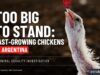 Inside fast-growing chicken farms in Argentina | Animal Equality Investigation 2026