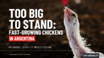 Inside fast-growing chicken farms in Argentina | Animal Equality Investigation 2026