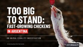 Inside fast-growing chicken farms in Argentina | Animal Equality Investigation 2026