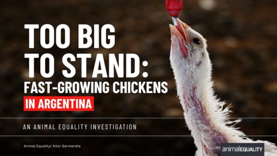 Inside fast-growing chicken farms in Argentina | Animal Equality Investigation 2026