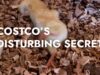 Investigator Reveals Costco’s Secrets