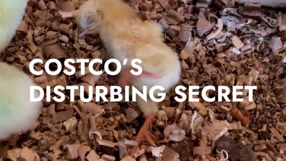 Investigator Reveals Costco’s Secrets