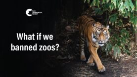 What If We Banned Zoos? | ABC Radio Interview