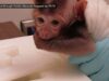 NEVER-BEFORE-SEEN: The Disturbing Reality for Baby Monkeys at OHSU-Supplied Lab