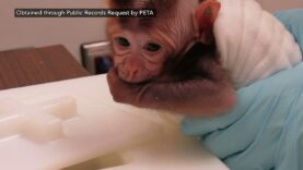 NEVER-BEFORE-SEEN: The Disturbing Reality for Baby Monkeys at OHSU-Supplied Lab