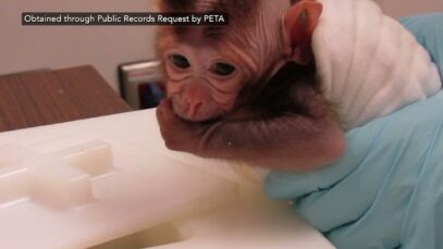 NEVER-BEFORE-SEEN: The Disturbing Reality for Baby Monkeys at OHSU-Supplied Lab