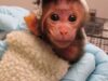 NEVER-BEFORE-SEEN: The Disturbing Reality for Baby Monkeys Inside UW Laboratory