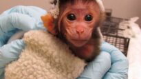 NEVER-BEFORE-SEEN: The Disturbing Reality for Baby Monkeys Inside UW Laboratory
