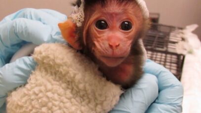 NEVER-BEFORE-SEEN: The Disturbing Reality for Baby Monkeys Inside UW Laboratory