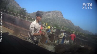 Ostrich Industry’s Lies Exposed in Shocking PETA Investigation